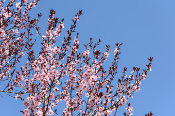 Pink Sakura Cherry Tree Flowers In Spring