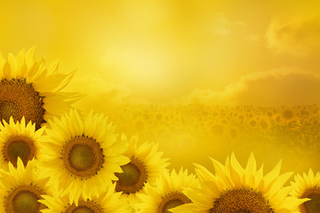 Obrazy na Plexi  Słoneczniki w tle