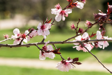 Fototapeta na wymiar Pink Sakura Cherry Tree Flowers In Spring
