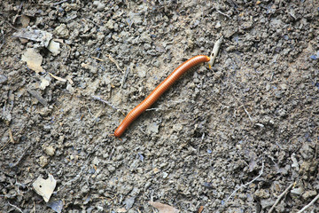 millipede climbing up on the ground