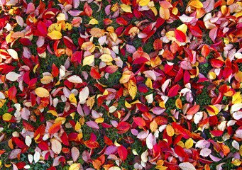 Blätter einer Ulme im Herbst
