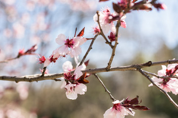 Fototapeta na wymiar Pink Sakura Cherry Tree Flowers In Spring