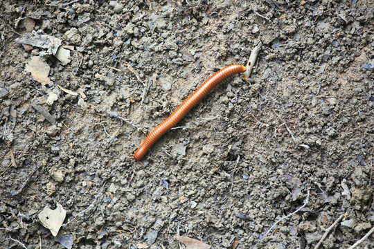 millipede climbing up on the ground