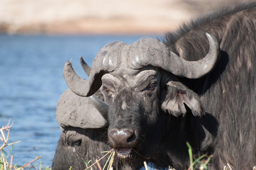 Naklejka premium Buffalo Grazing on Sidudu Island