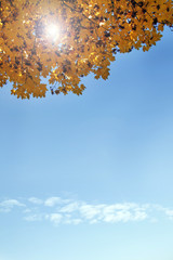 Ahornbaum im Herbst mit Lichtreflexion