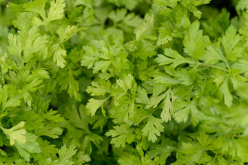 Parsley is widely used in  cooking