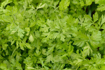 Parsley is widely used in cooking