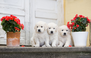 three golden retriever puppies sitting together © otsphoto