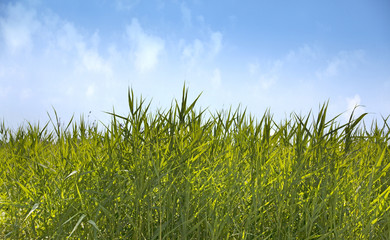 Bambus mit Himmel