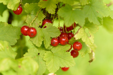 Redcurrant
