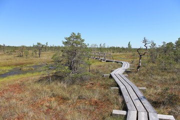 Fototapeta na wymiar Swamp at Kemeri National Park, Latvia