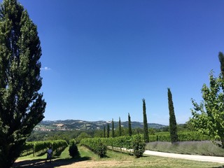 Fototapeta na wymiar Urbino, vigneti e colline - Marche