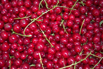 Red currant