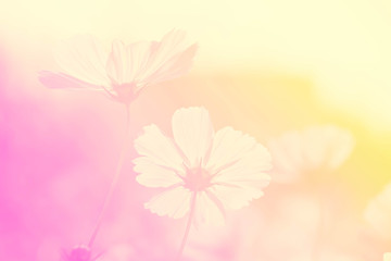 Cosmos flower with soft filter background