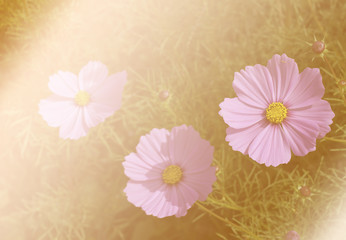Cosmos flower with soft filter background