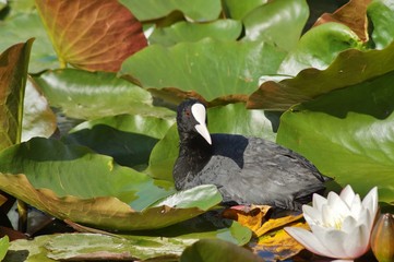 Fulica atra on water surface
