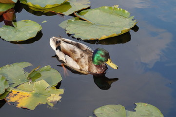 mallard duck on water surface
