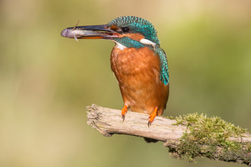 Eisvogel