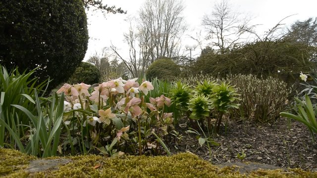 Fr&uuml;hlings Bepflanzung, Christrosen, Narzissen im Westfalenpark Dortmund