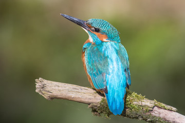 Eisvogel
