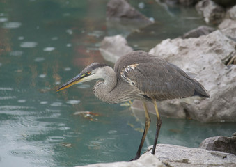 Heron fishing 