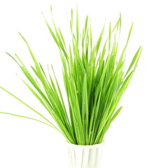 fresh sprouted wheat grass with water drops in white background