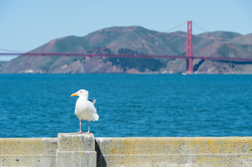 Seagull in San Francisco bay