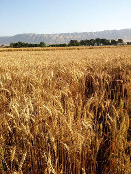fresh wheat field