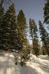 Строевой Лес