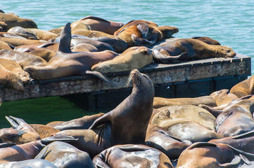 Sea lion at Pier 39, San Francisco