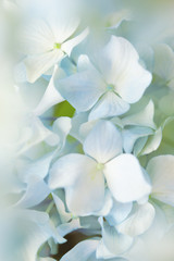 Obraz niebieski kwiat hortensji
