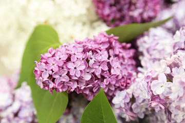 Beautiful lilac outdoors, close up