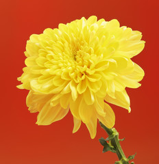 Yellow Chrysanthemum