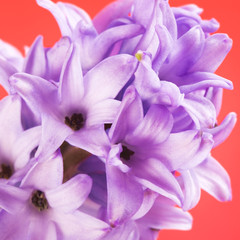Obraz na płótnie Canvas Blue Hyacinth