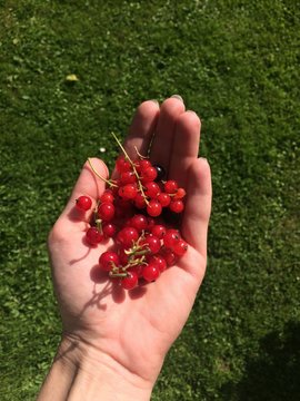Handfull of red currant