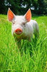 Ferkel im grünen Gras auf einer Wiese vor einer Baumreihe