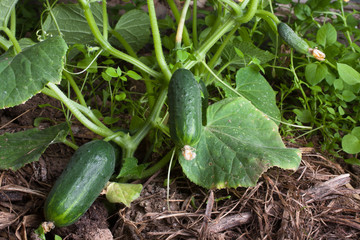 growing cucumbers in the hothouse