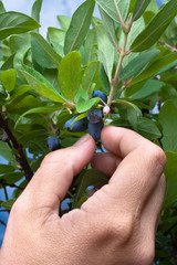 women hand gathering berries honeysuckle, closeup