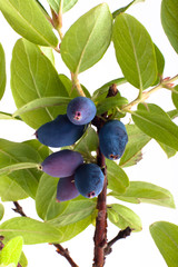 branch of honeysuckle with fresh blue berries