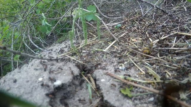 Time Lapse муравейник