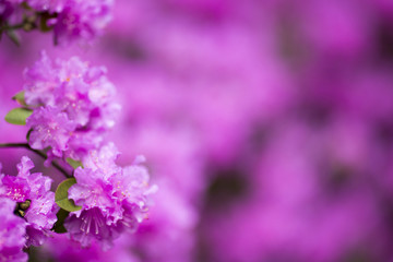 Fototapeta na wymiar Rhododendron bloom in spring. Beautiful picture.