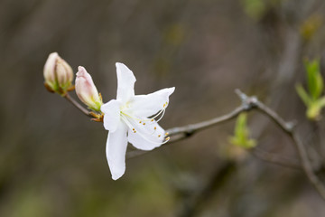 Magnolia.