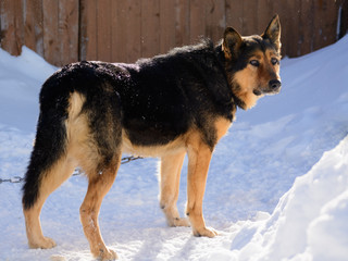 German Shepherd dog on a chain in the yard in winter