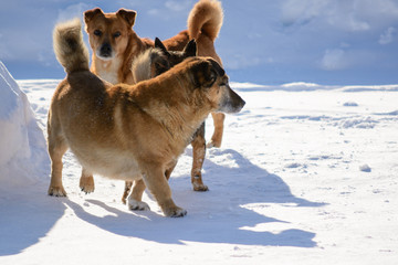 Naklejka premium Pedigree dog walking in winter in the village