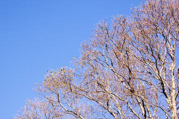 Leafless Branches of Trees Against Clear Blue Winter Sky
