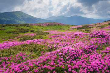 Obraz premium Large field of pink flowers in the mountains
