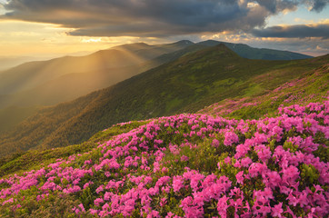 Blossoming rhododendron in mountains summer