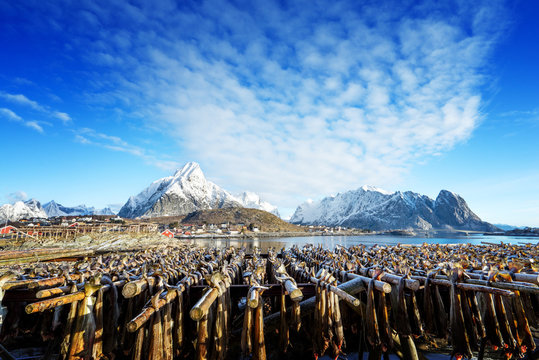 Drying Stock Fish In Norway, Lofoten Islands