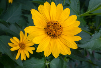 Yellow daisy flowers close-up. Flowers and gardens