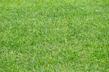 Summer green lawn for background.